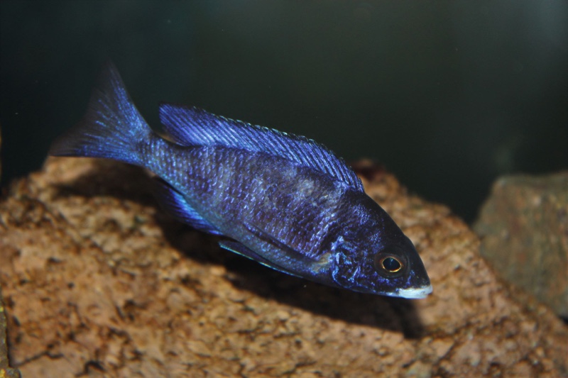 Placidochromis phenochilus 'Mdoka Reef'